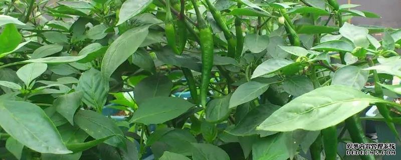 辣椒爛果尖部的原因，附種植管理技術(shù)