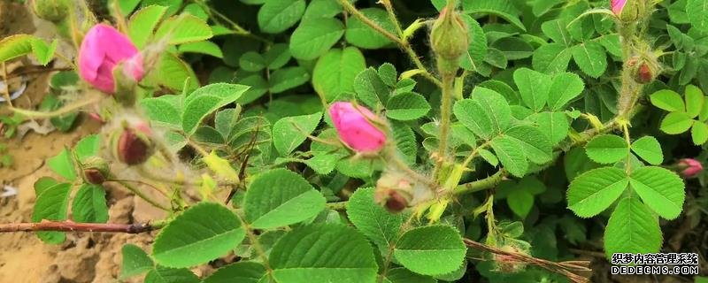 玫瑰花桿栽植要點，附繁殖方式
