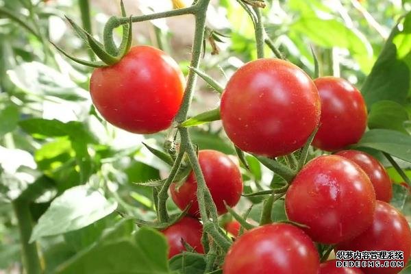 西紅柿筋腐病防治技巧，附發(fā)病原因