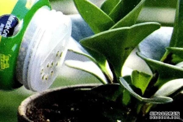 花卉施肥方法，不同種類對(duì)肥料的要求不同
