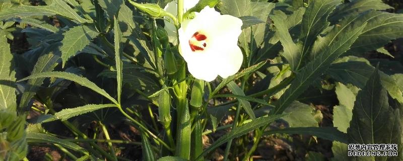 盆栽黃秋葵種植技術(shù)，花盆越寬大越好
