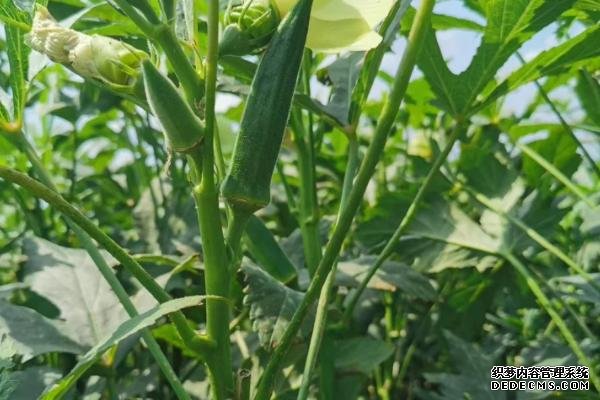 盆栽黃秋葵種植技術(shù)，花盆越寬大越好