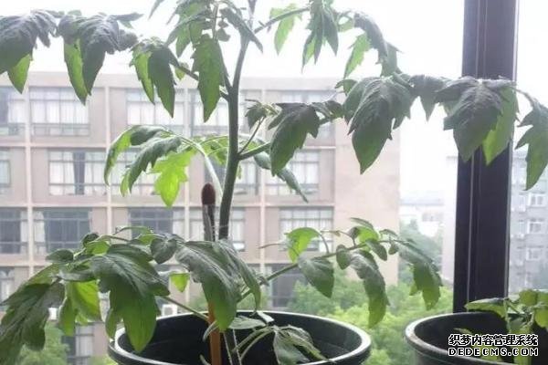 盆栽黃秋葵種植技術(shù)，花盆越寬大越好