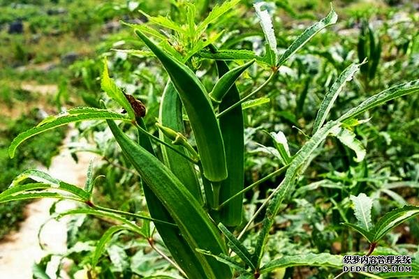 盆栽黃秋葵種植技術(shù)，花盆越寬大越好