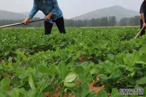 花生何時打三遍藥，附花生基本介紹